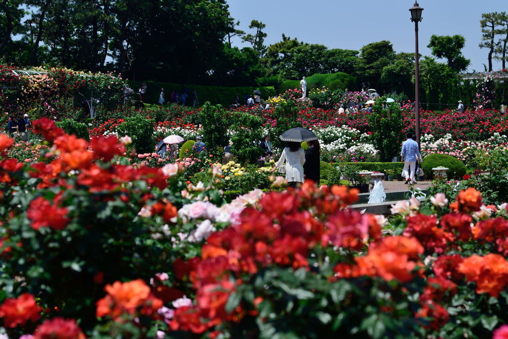 谷津バラ園　日傘も満開