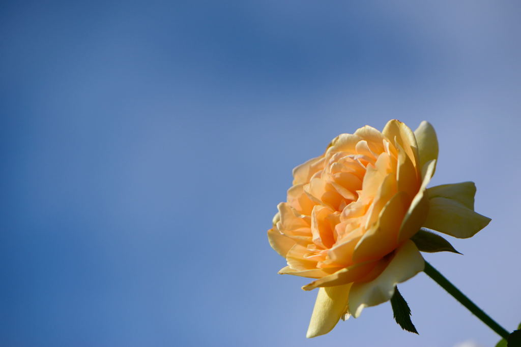 薔薇　アンゲリカ