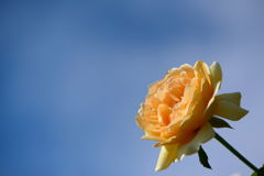 薔薇　アンゲリカ