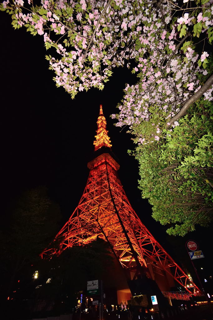 もう桜も見納めですね(^o^)