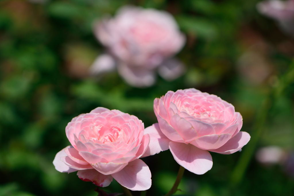 薔薇　クイーン　オブ　スウェーデン