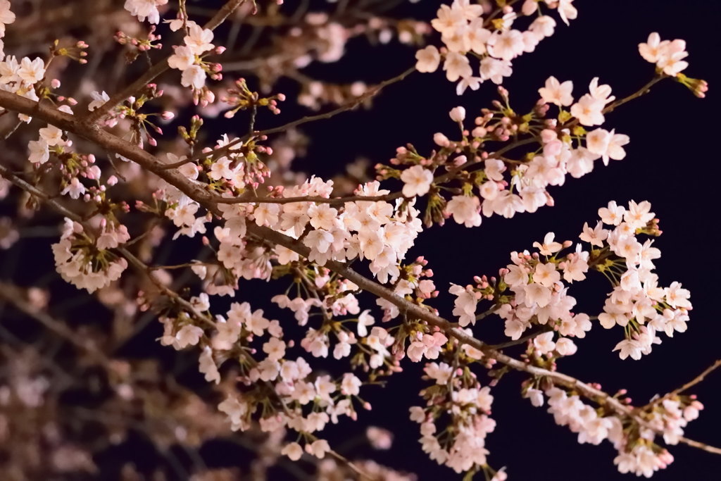 夜桜　１