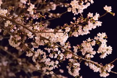 夜桜　１
