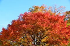 椿山荘の紅葉　３