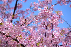 河津桜　１１