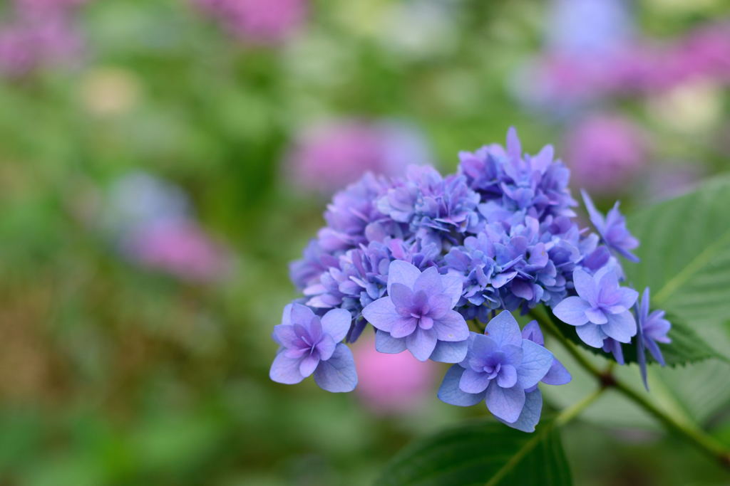 紫陽花　千葉公園