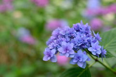 紫陽花　千葉公園