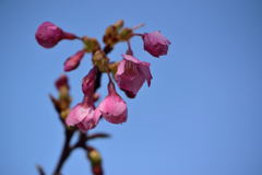 琉球寒緋桜