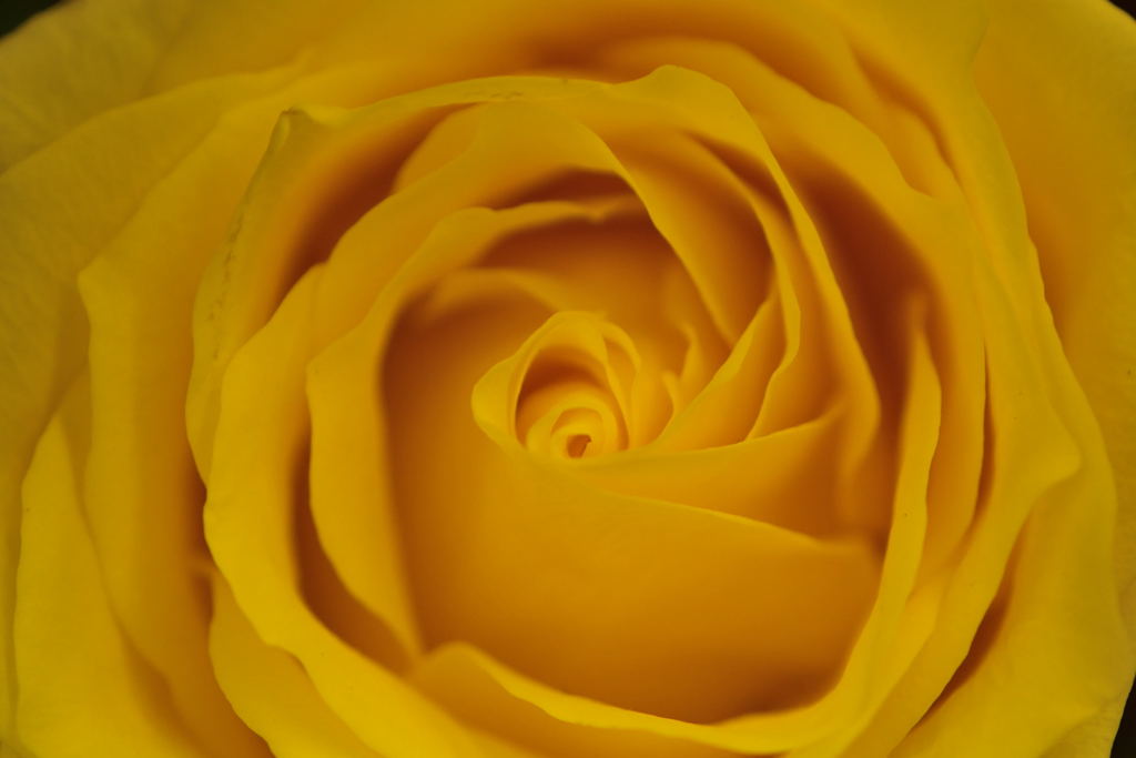 いけばな展の薔薇　２