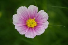 秋桜　日の丸　1