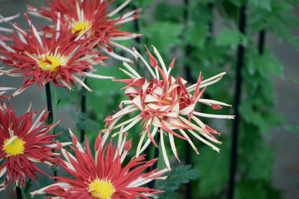 古典菊　江戸絵巻