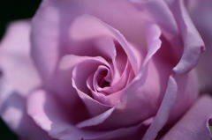 薔薇　紫香