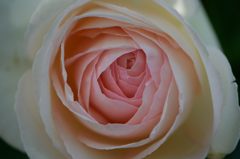 薔薇が咲き出しました