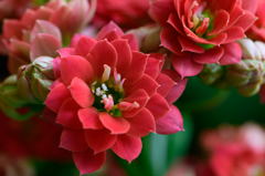 バラ咲きカランコエ　赤