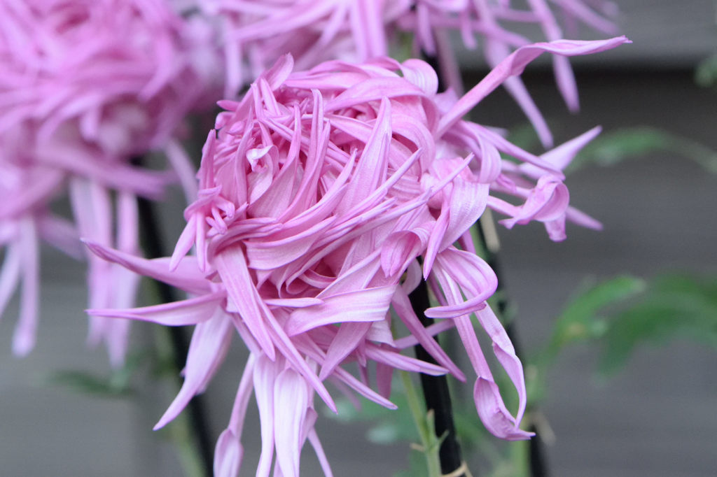 古典菊　新秋の紅