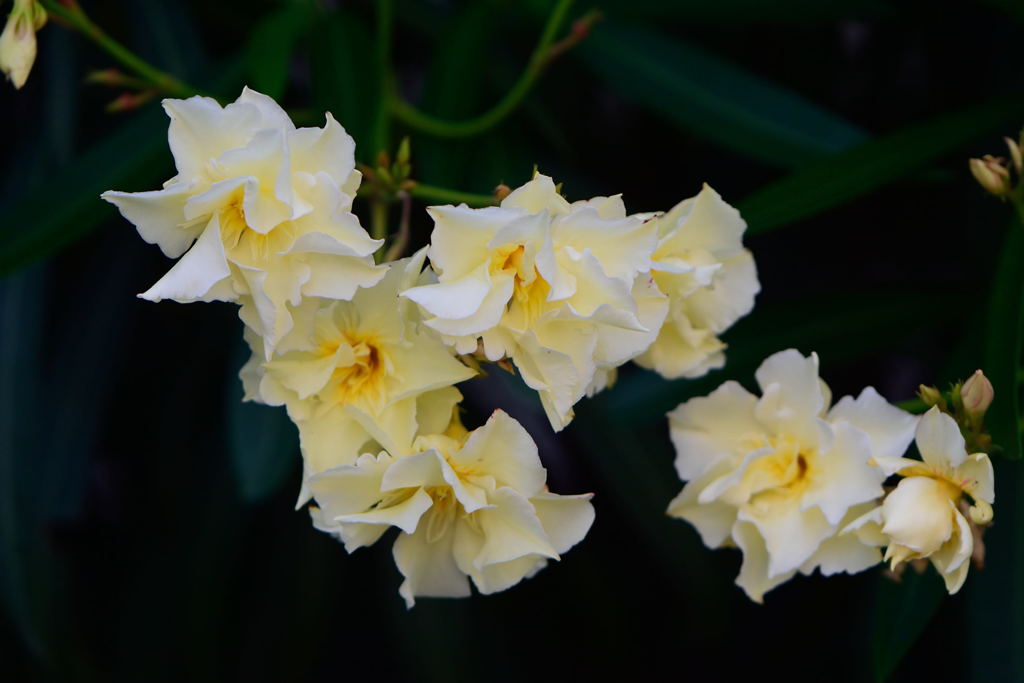 ヤエキョウチクトウ