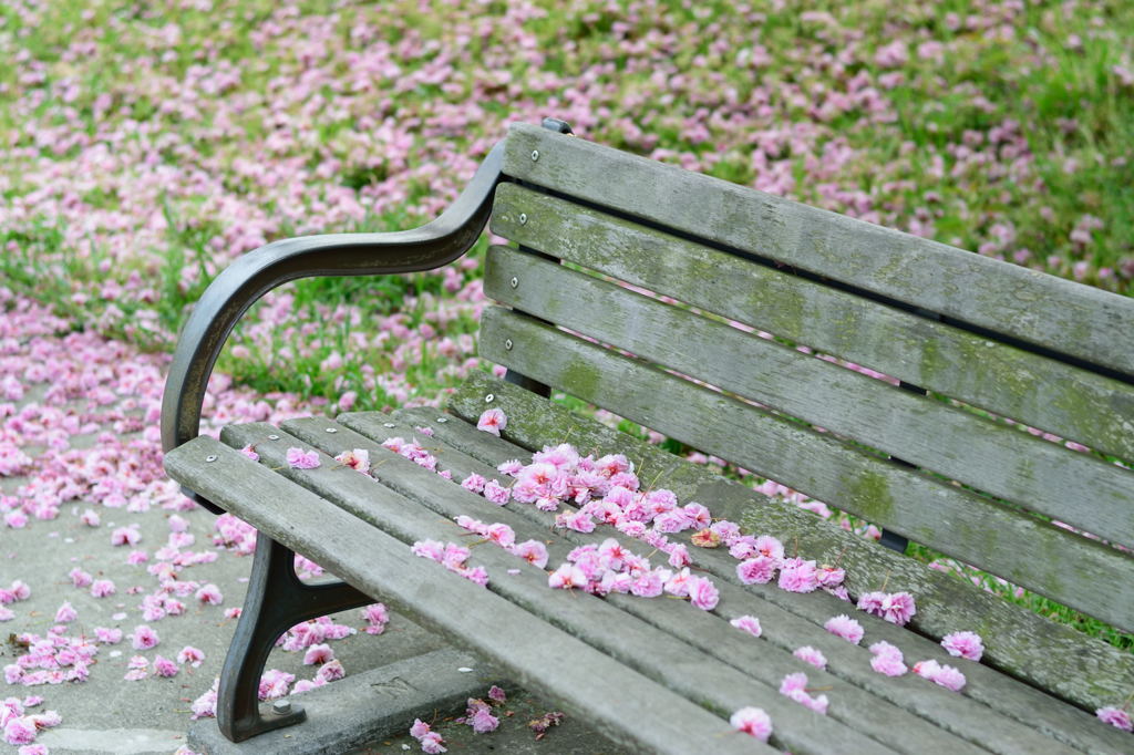 桜ベンチ