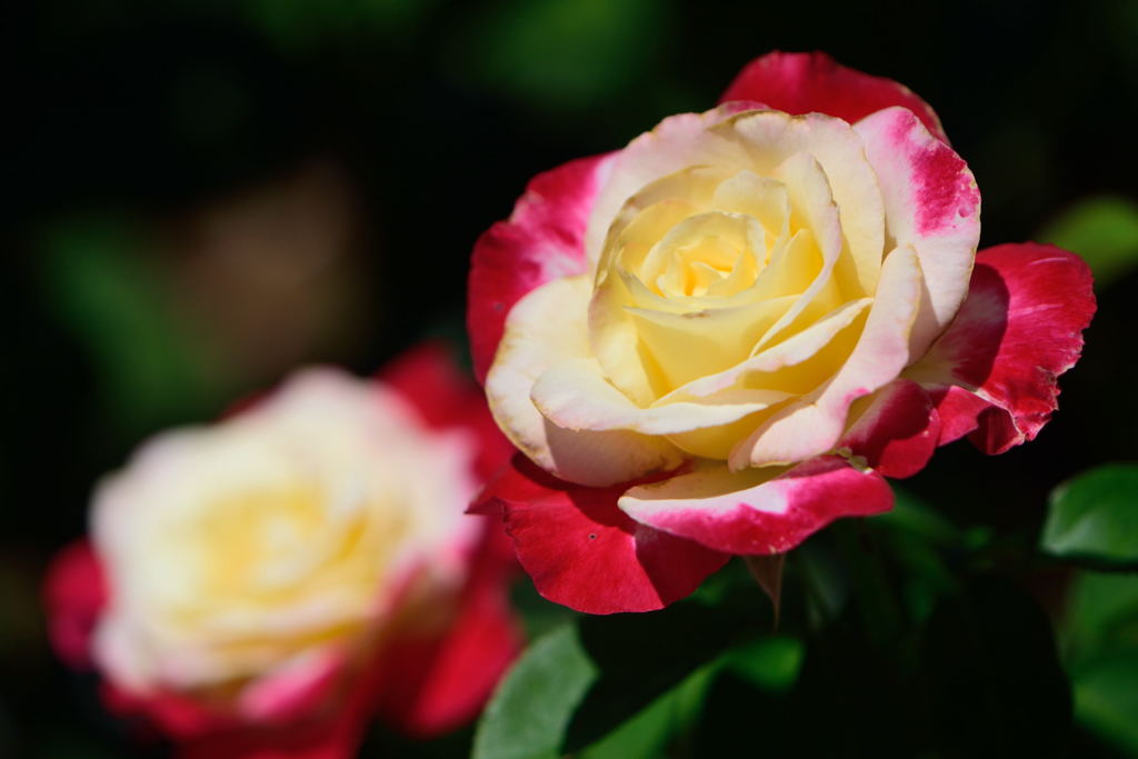 薔薇　ダブルデライト