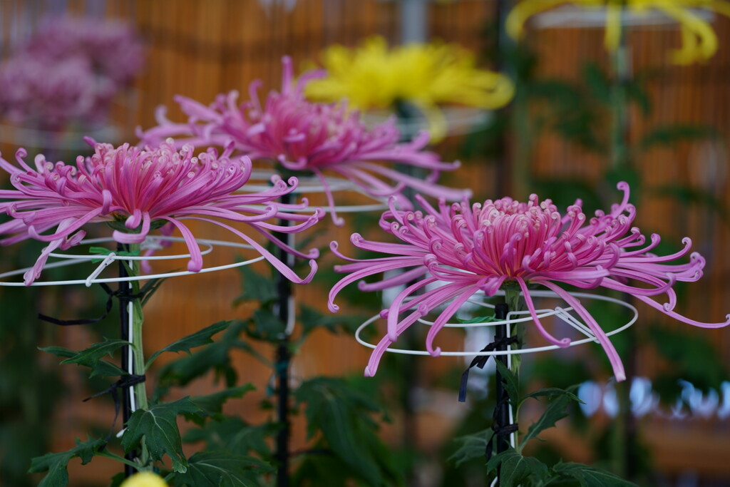 菊花展　２