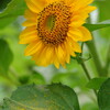ひまわり　３