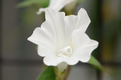 朝顔　その４