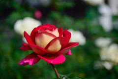 薔薇　希望