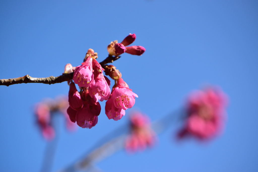 寒緋桜　１