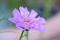 秋桜　ローズボンボン
