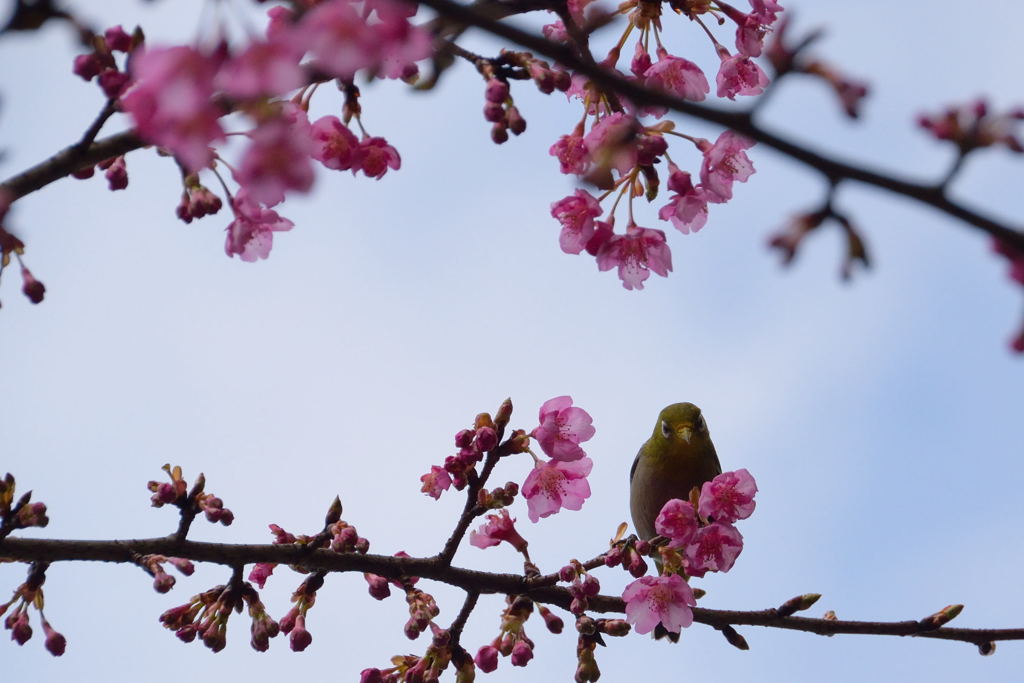 サクジロー　２