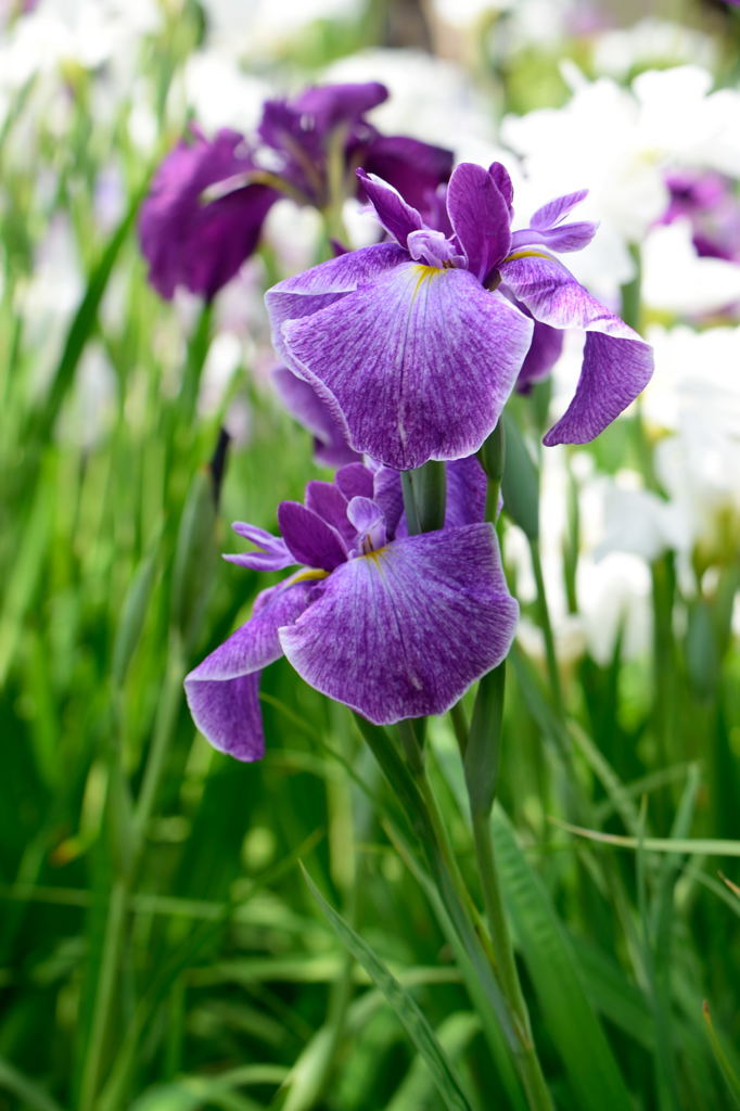 菖蒲　鳳凰冠
