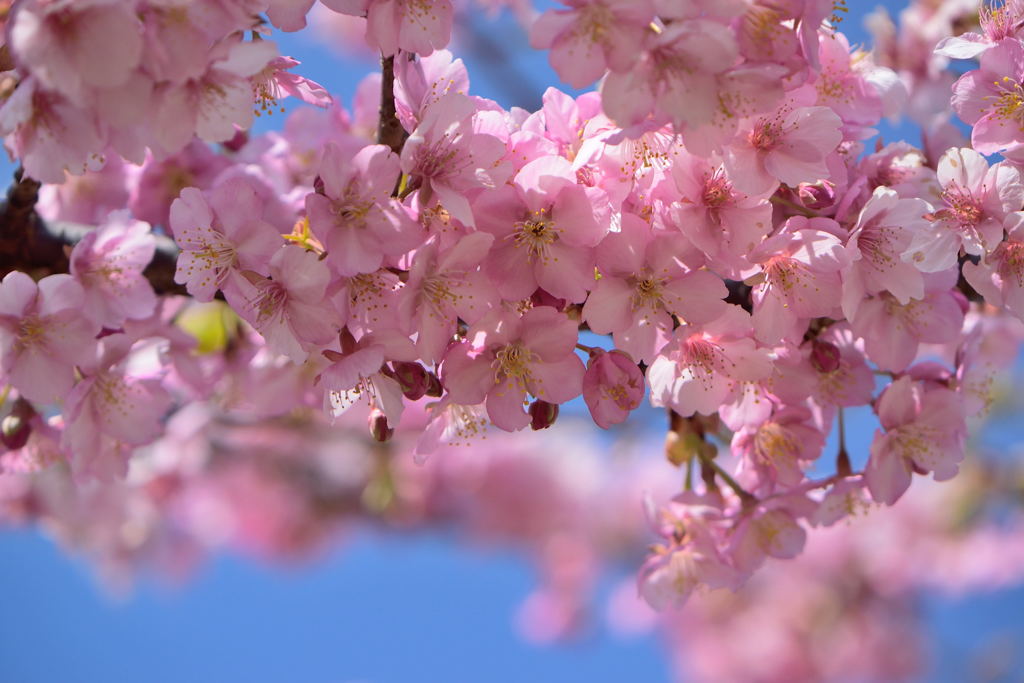 河津桜　１１