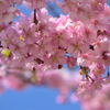 河津桜　１１