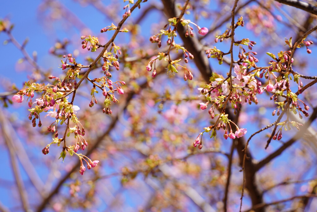 河津桜咲きだす
