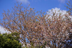 ヒマラヤ桜　１