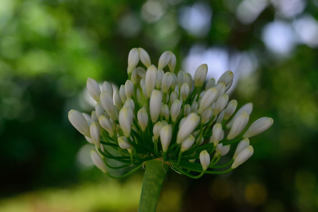 アガパンサス　帯化とは