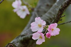 桜　思川