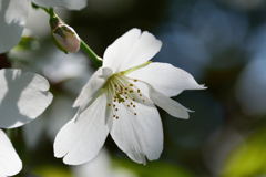 大島桜　＋１