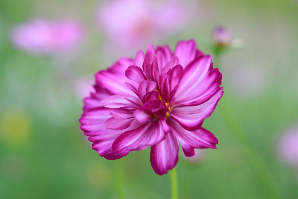 秋桜　バイカラーバイオレット　２