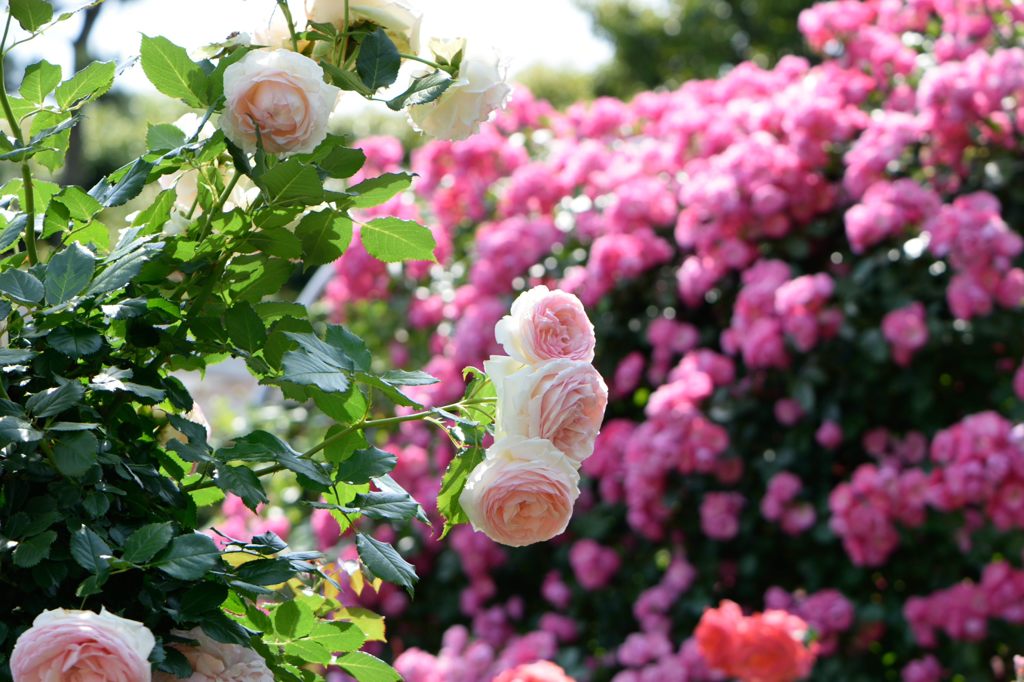 春薔薇の思い出12