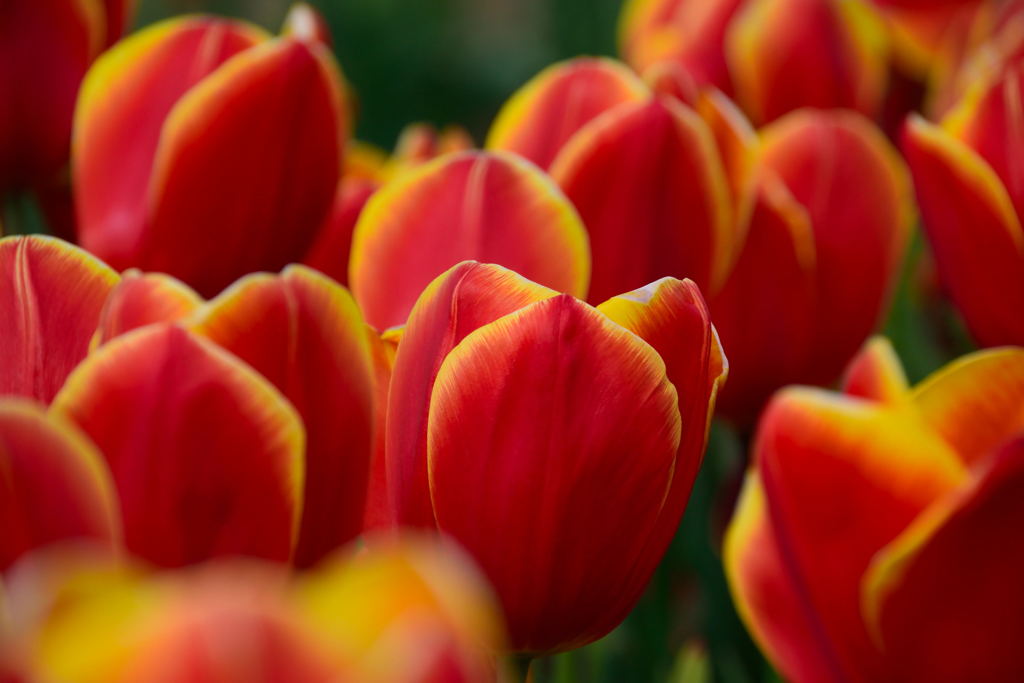 チューリップ　チョイス