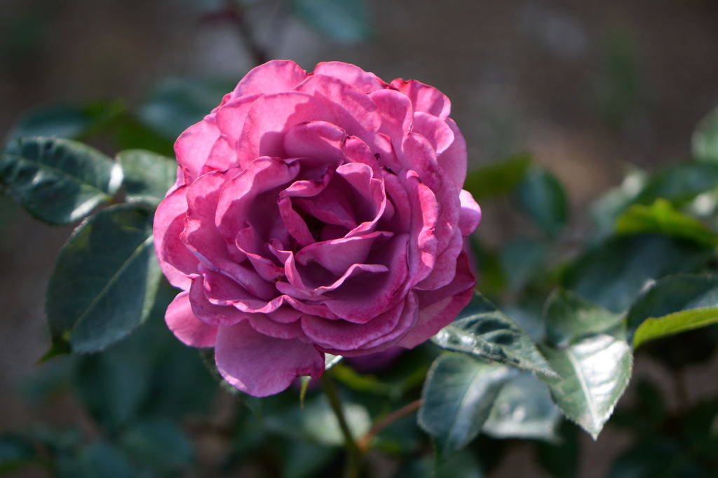 ラブ　ポーション