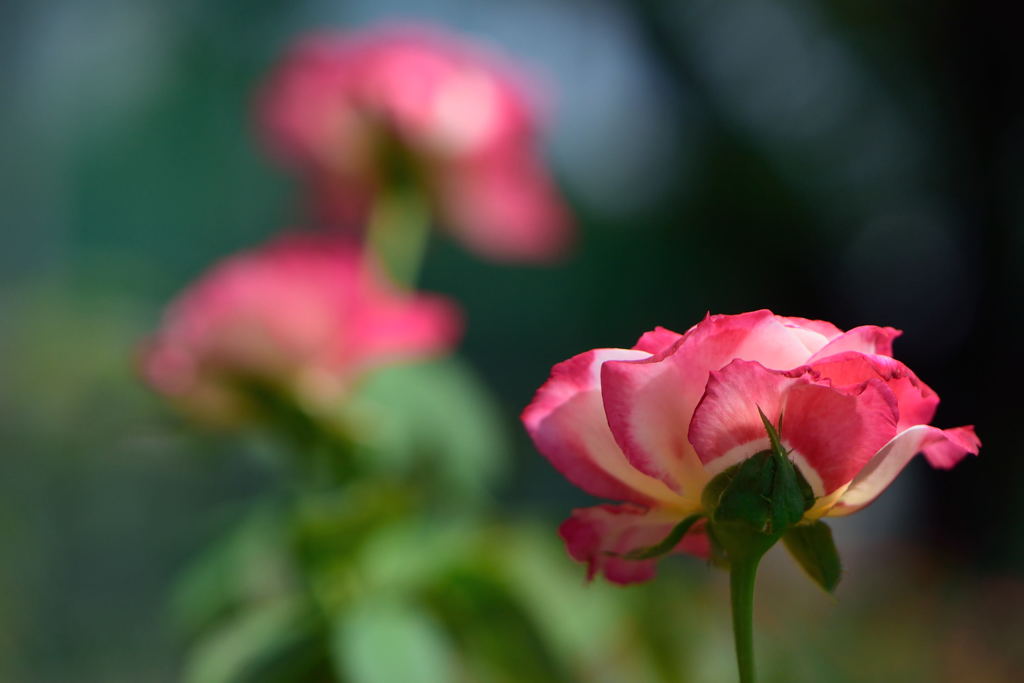 薔薇　ダブルデライト
