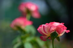 薔薇　ダブルデライト