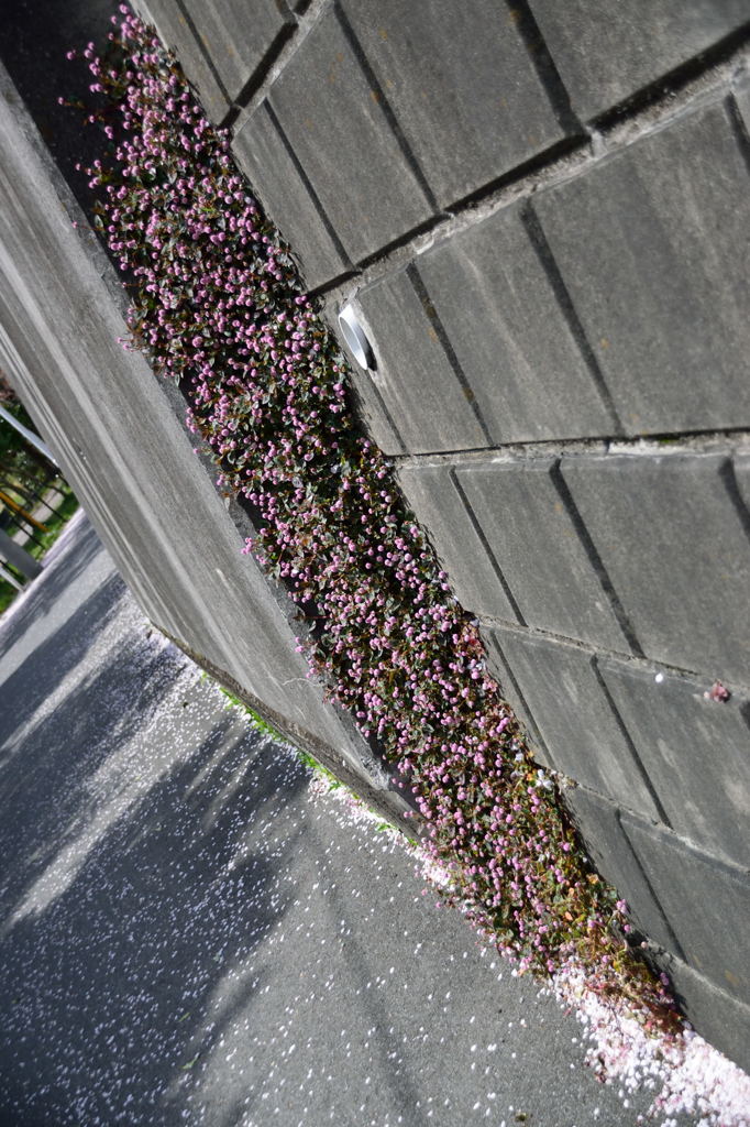 習志野のまりこ