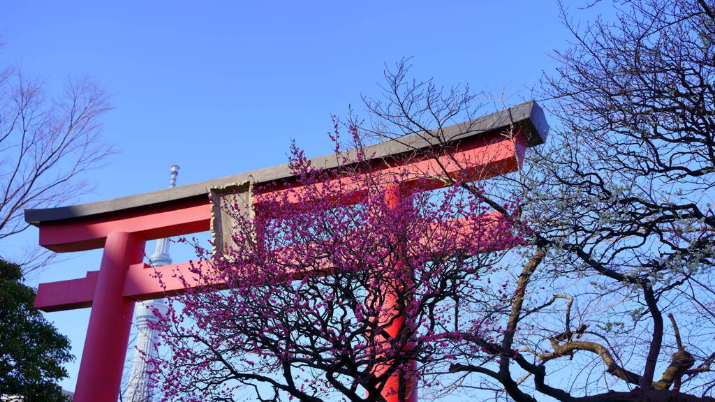 亀戸天神社