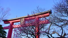 亀戸天神社