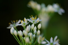 ニラの花