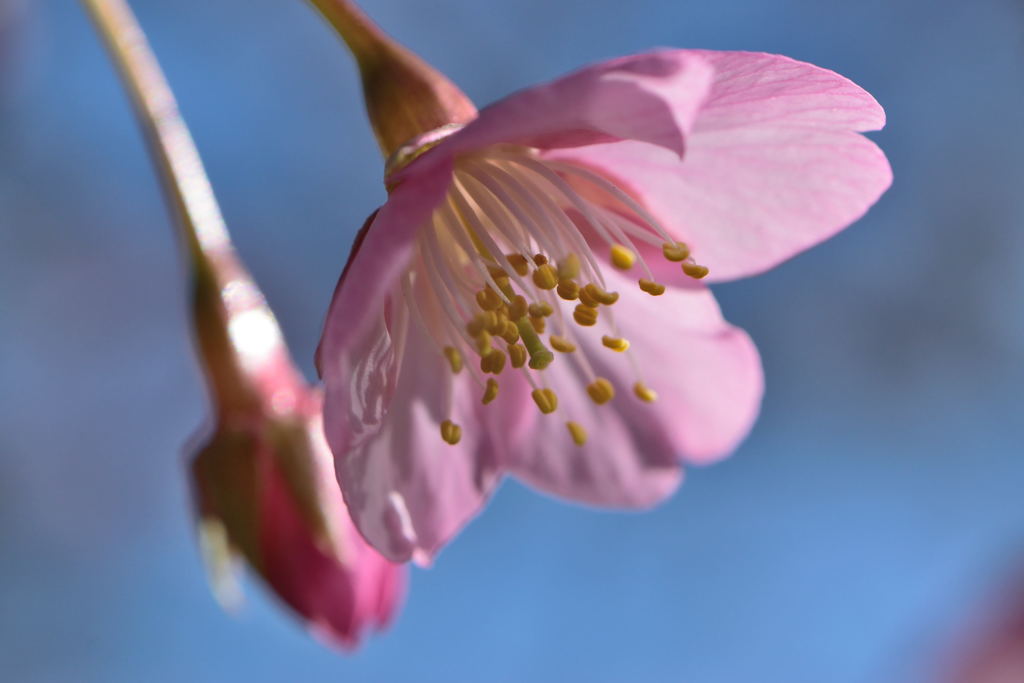 河津桜　アップ