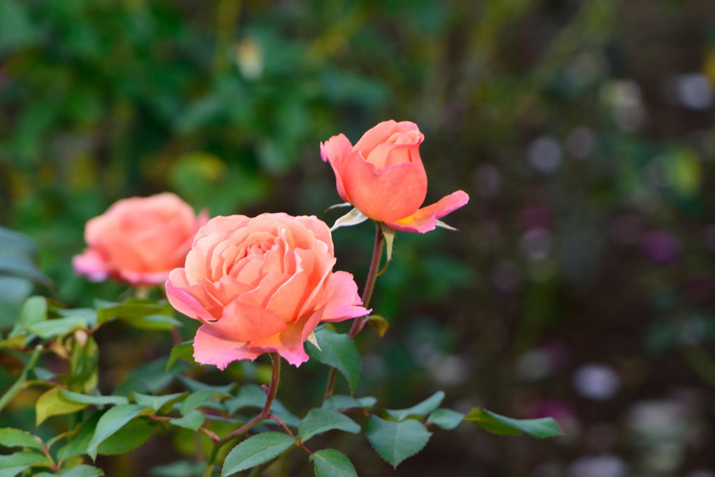 薔薇　アルブレヒド　デューラー　ローズ