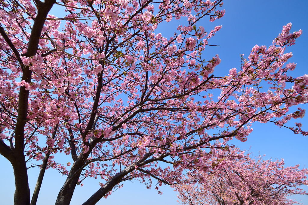 河津桜並木